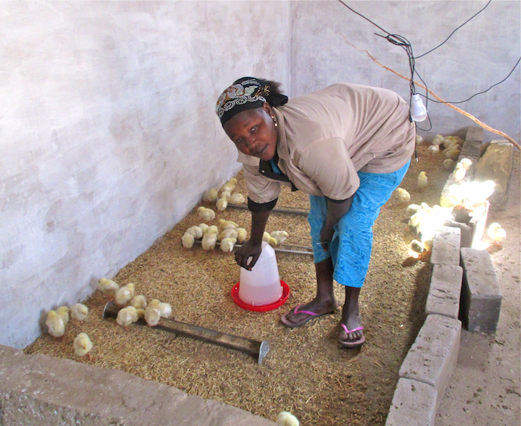 Growing chickens require consistent, diligent care. Cooperative members visit the poultry shed to check on chicks multiple times each day.
