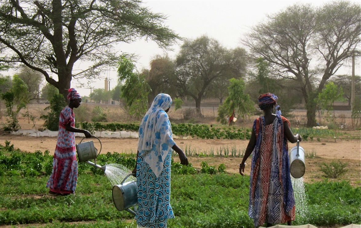 Cooperative members remain dedicated to the success of the garden, even when fasting makes strenuous activity difficult.