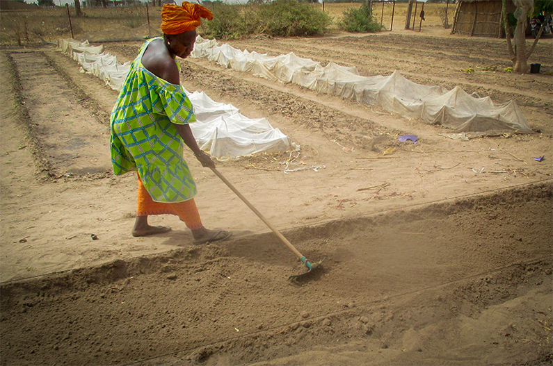 Climate change in Senegal makes agriculture especially difficult