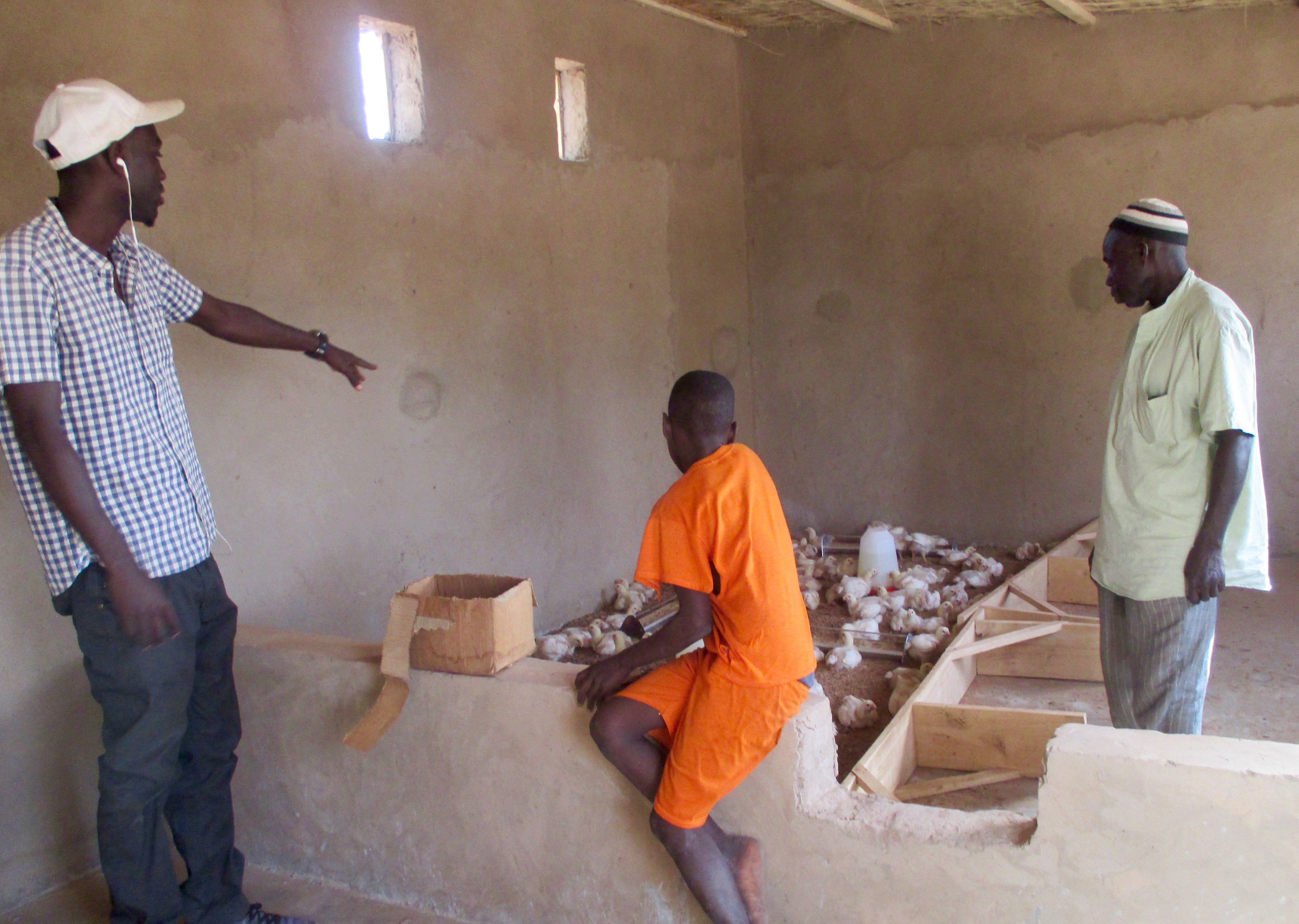 Inspecting new chicks