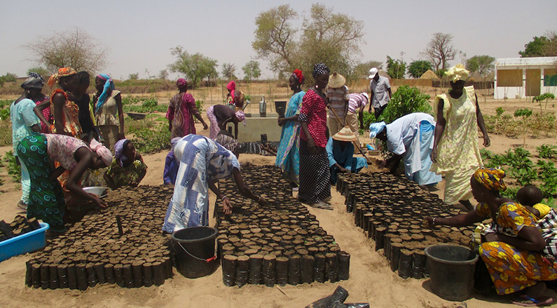 Reforestation in Senegal starts with a seed (or several thousand!)