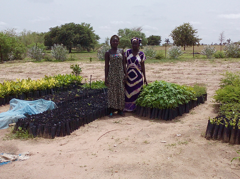 Darou Diadji Tree Planting Campaign in Senegal