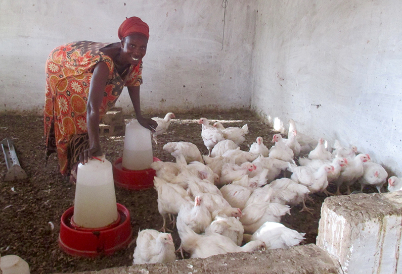 The Benefits of Poultry in Thieneba