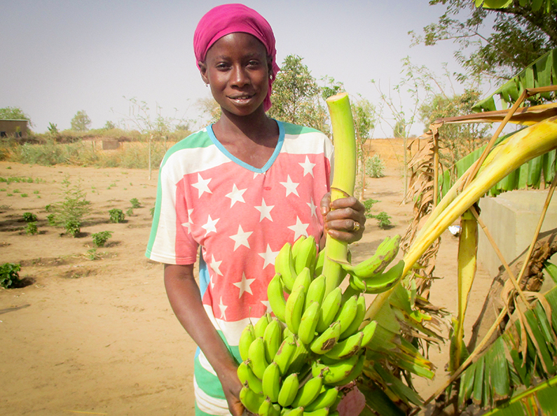 Lots of bananas from Darou Diadji's banana trees