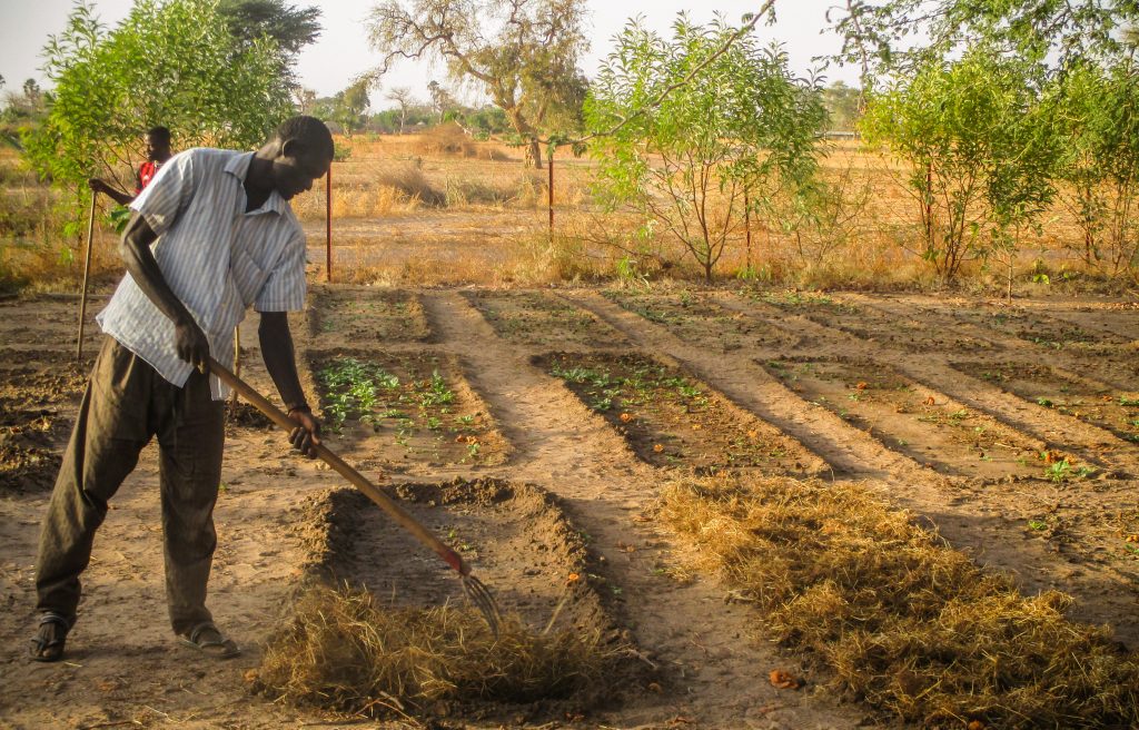 Photo Highlights from Senegal: Men work in the village garden Photo Highlights from Senegal: Men work in the village garden