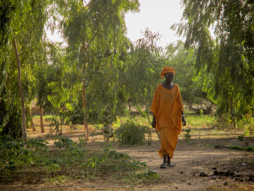 Photo Highlights from Senegal: Trees provide shade in the village of Ouarkhokh Photo Highlights from Senegal: Trees provide shade in the village of Ouarkhokh