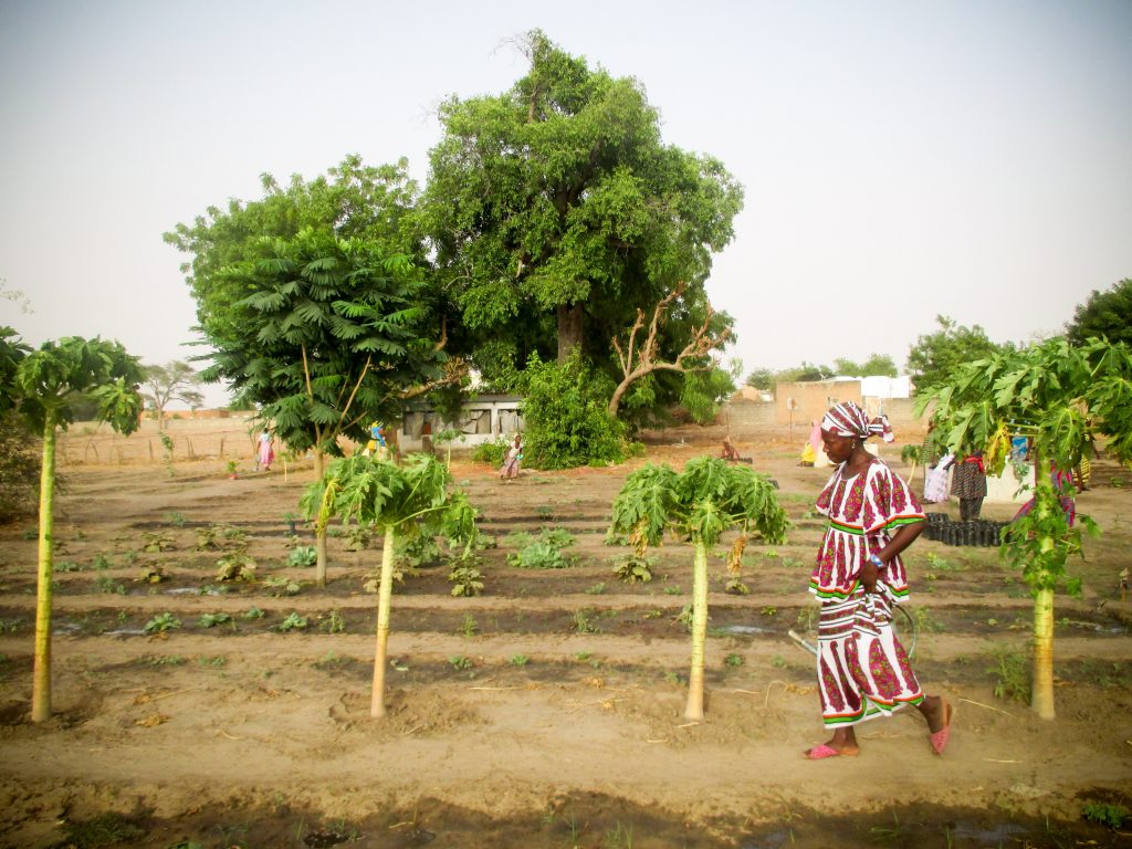 Photo Highlights from Senegal: Women in Thienaba maintain the village's fruit trees Photo Highlights from Senegal: Women in Thienaba maintain the village's fruit trees