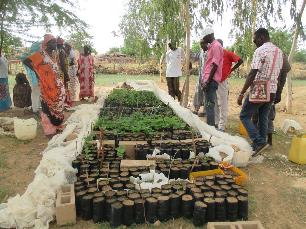 Arbor Day in Senegal: Planting Trees Arbor Day in Senegal: Planting Trees