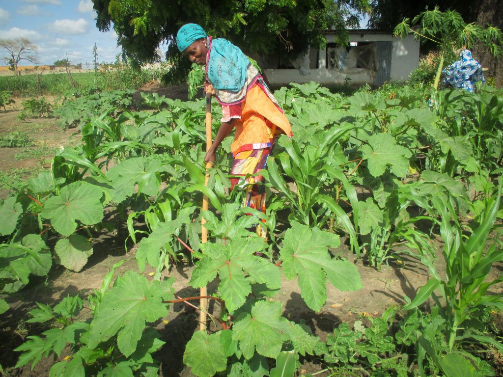 Sokhna invests earnings from her garden in the VSLA program Sokhna invests earnings from her garden in the VSLA program