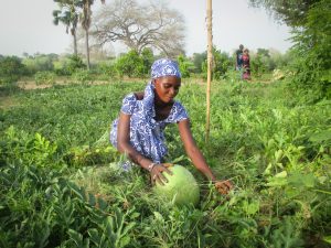 Ndeye Diop works in the garden as part of CREATE!'s integrated approach in her community