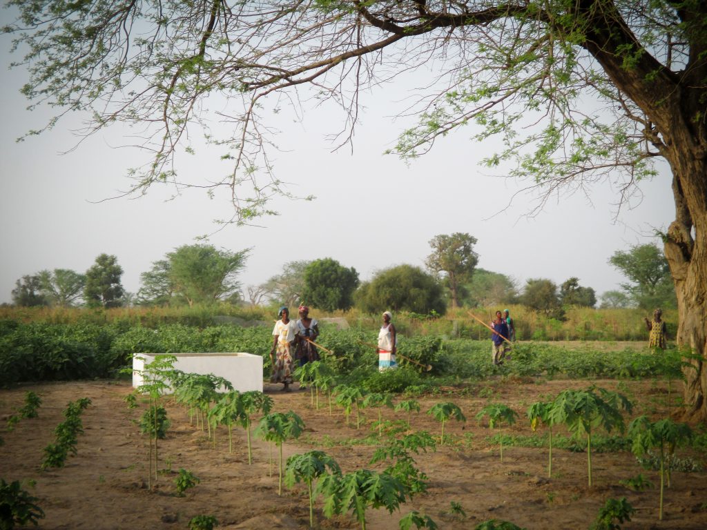 Improving living conditions through community gardening