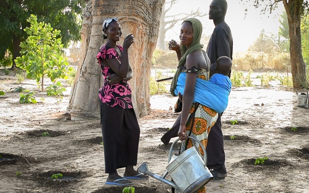 Warm Up this Winter with a Traditional Senegalese Drink