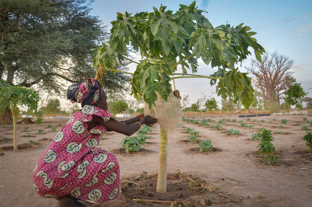 Faty's community garden provides opportunity for her to improve her living conditions. Faty's community garden provides opportunity for her to improve her living conditions.