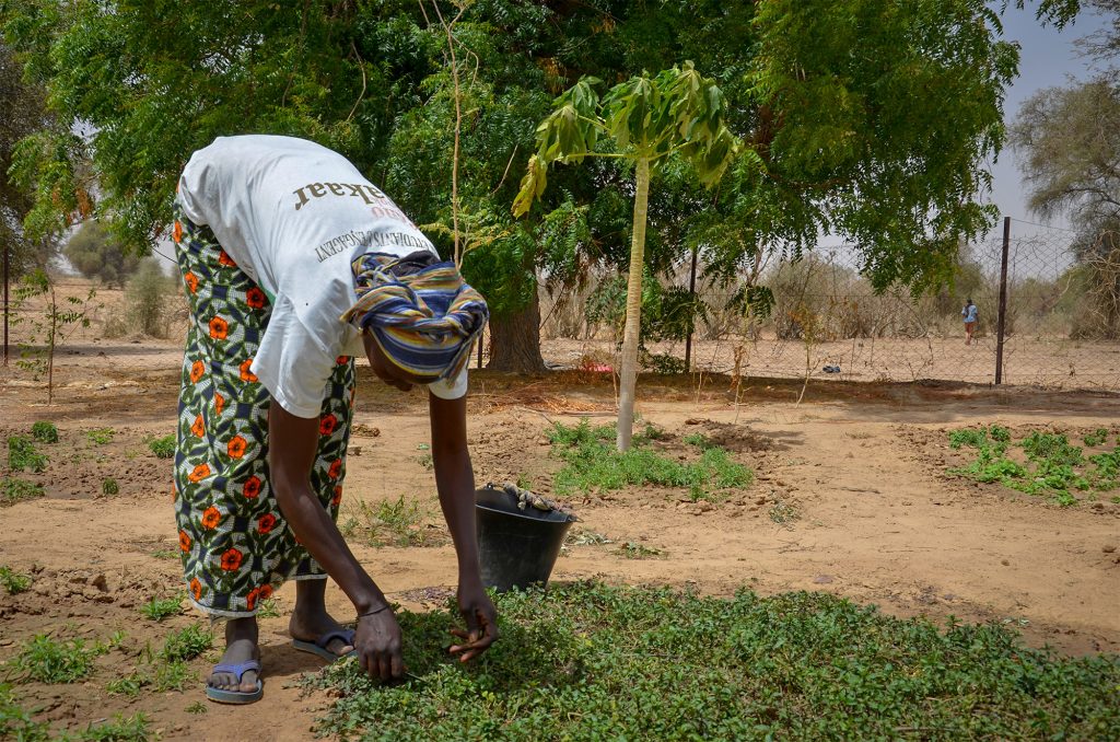 Seynabou is VP of the Diender garden cooperative