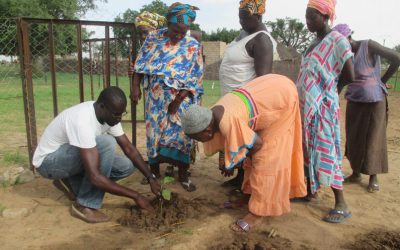 Tree Planting in Senegal