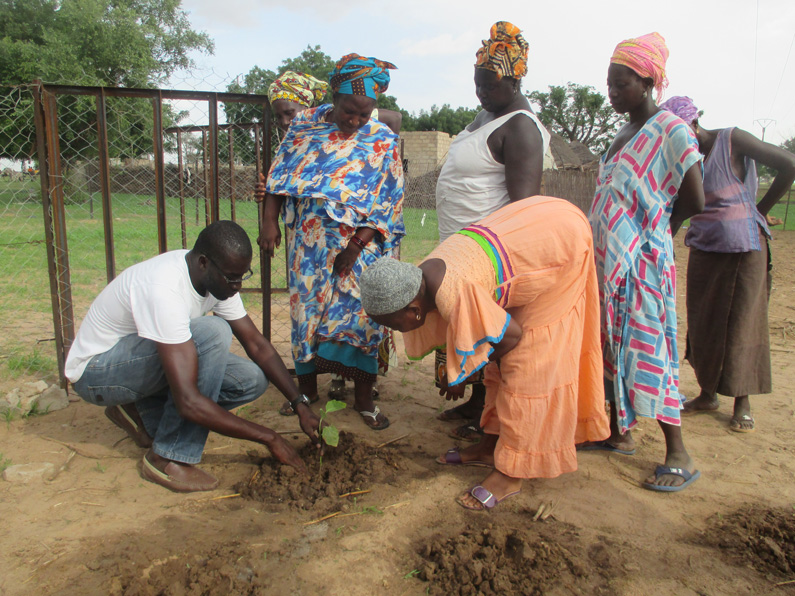 Tree Planting in Senegal