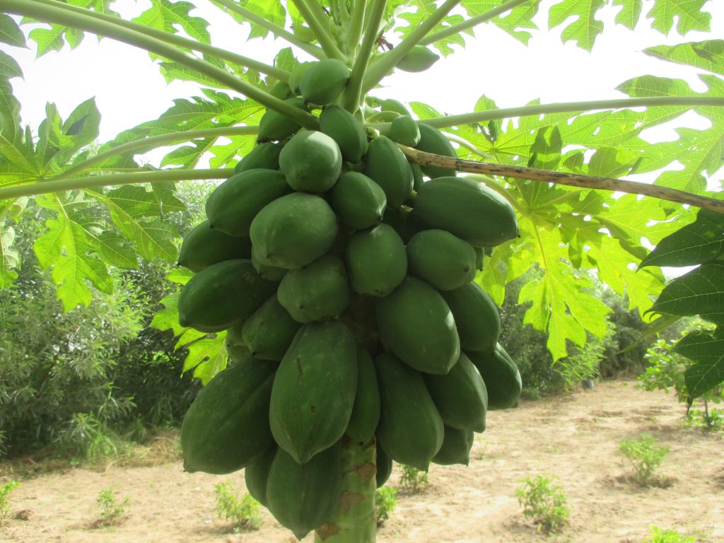 Tree Planting in Senegal