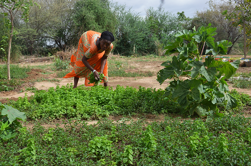 community garden
