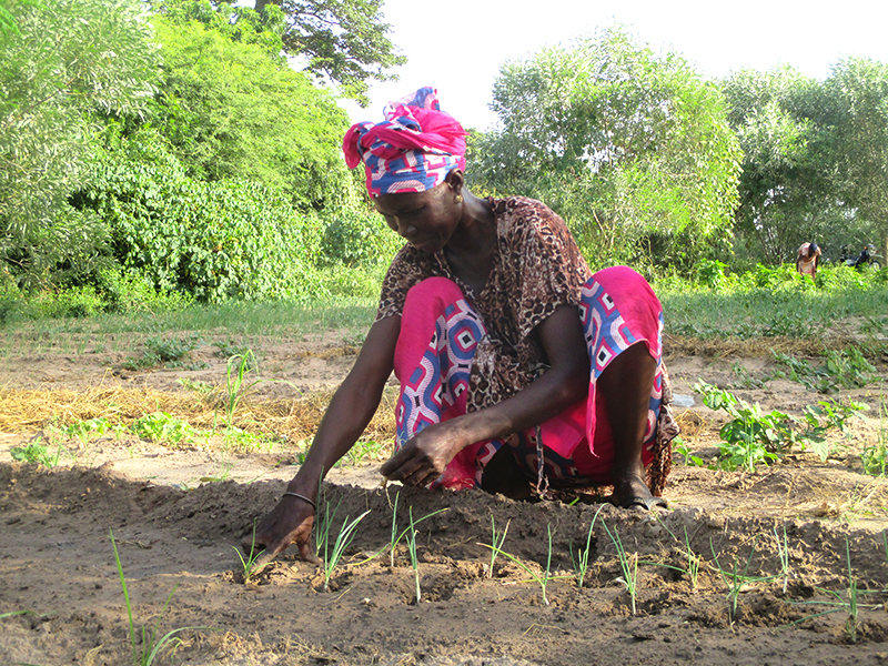 dry season gardening