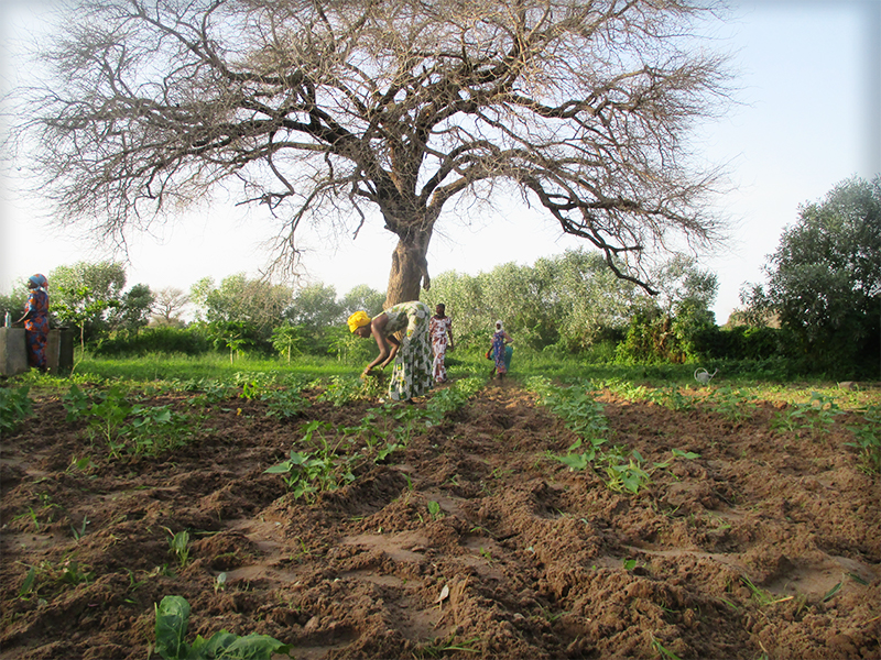 dry season gardening