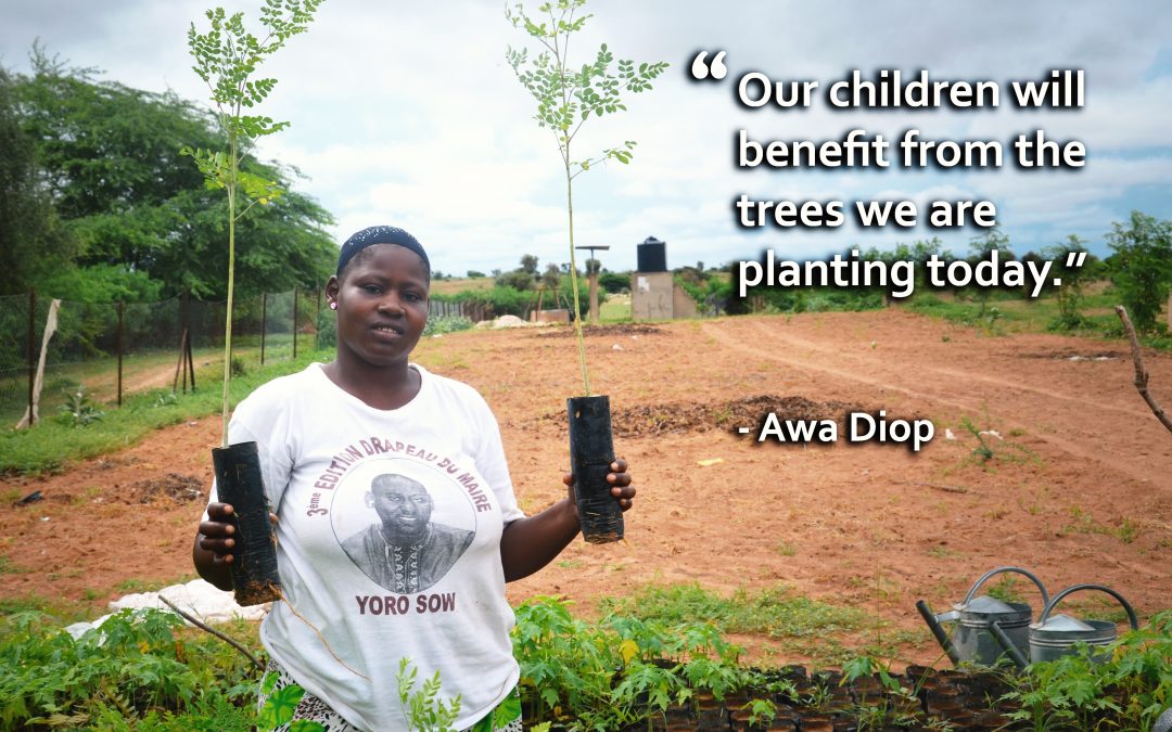 Turning a Desert into an Oasis: Reforestation in Senegal