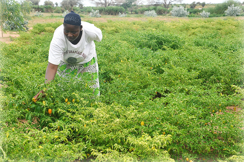 reforestation in Senegal