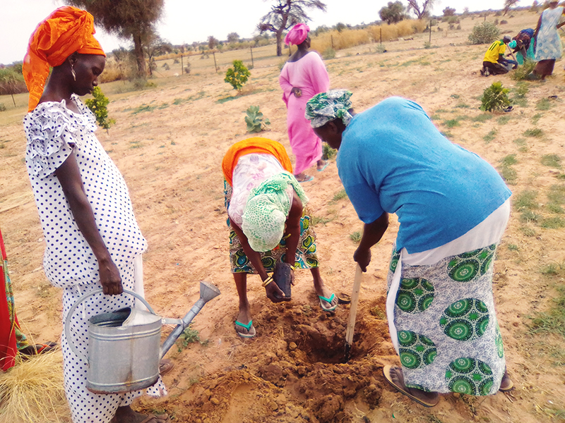 reforestation in Senegal