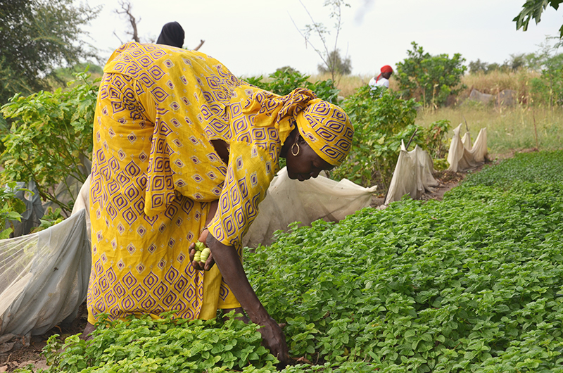 communitygardens