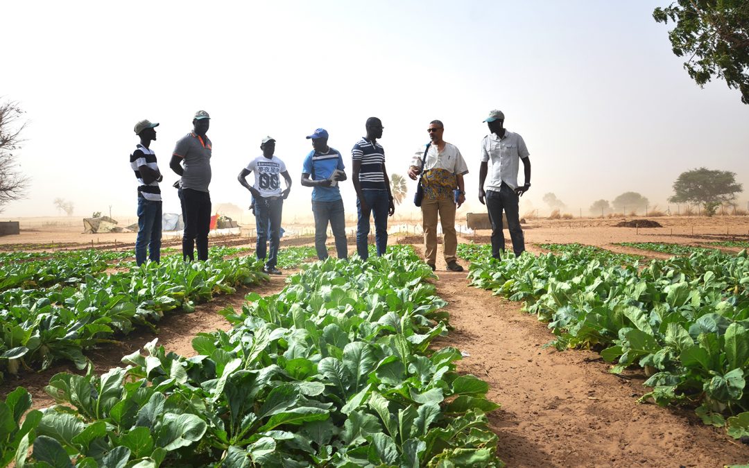 senegal ngo