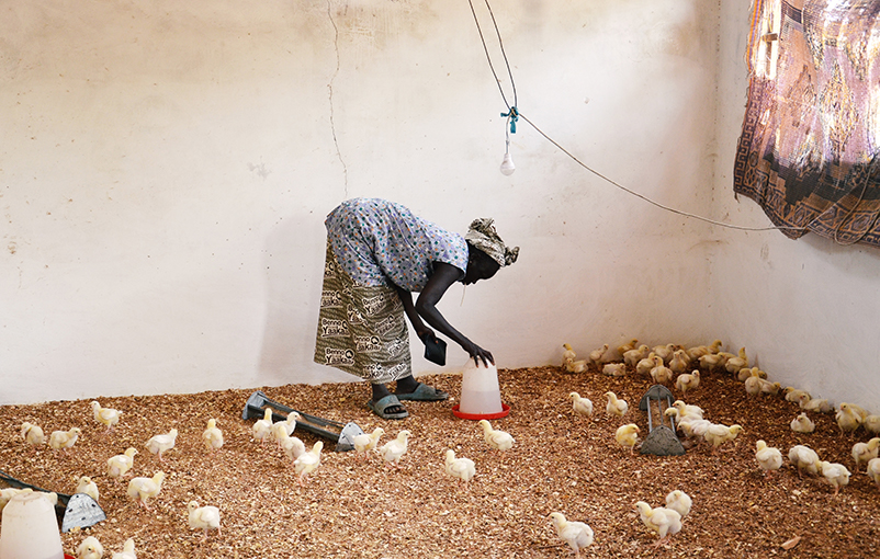 Do Poultry Raising Projects Increase Income?