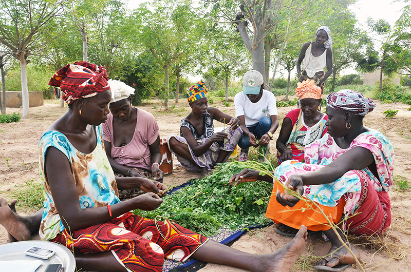 Moringa Improves Nutrition & Health in Senegal