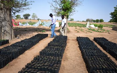 Tree-Planting Campaigns in Senegal Help Mitigate Climate Change