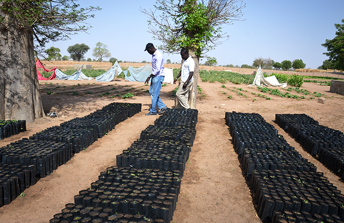reforestation in Senegal