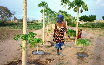 We Plant for the Planet: CREATE! Receives Certificate of Recognition