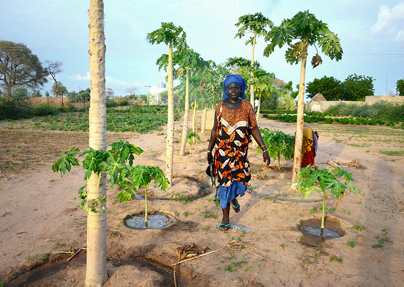 We Plant for the Planet: CREATE! Receives Certificate of Recognition