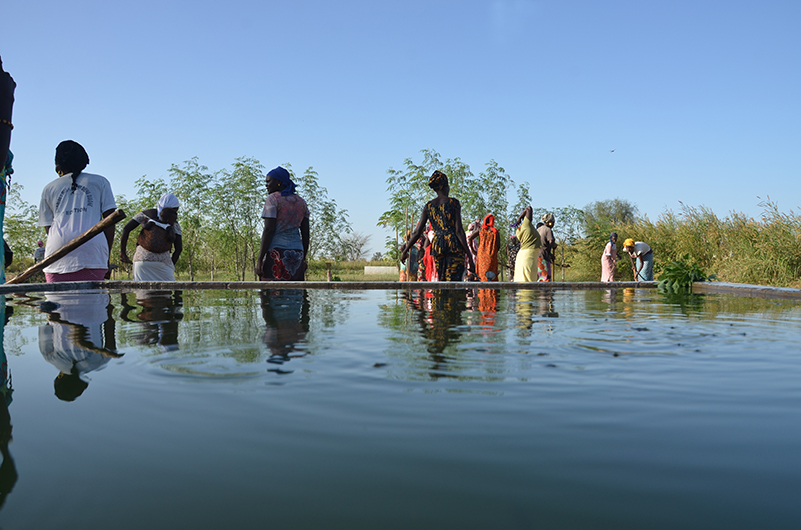 Senegalculture