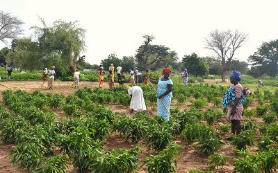 Adjusting to the Dry Season in West African Climate
