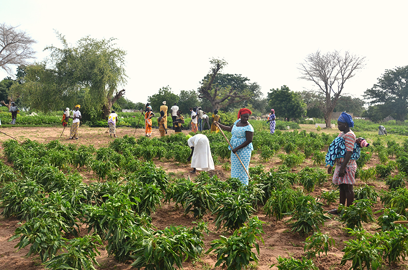 Adjusting to the Dry Season in West African Climate