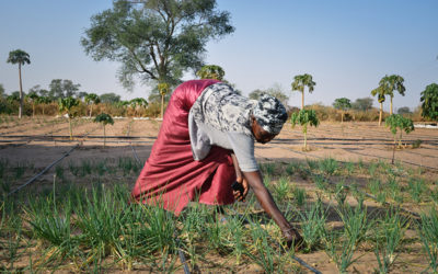 Mboss Installs a Drip Irrigation System