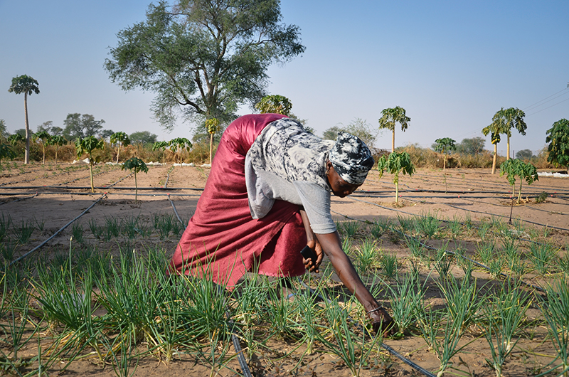 drip irrigation