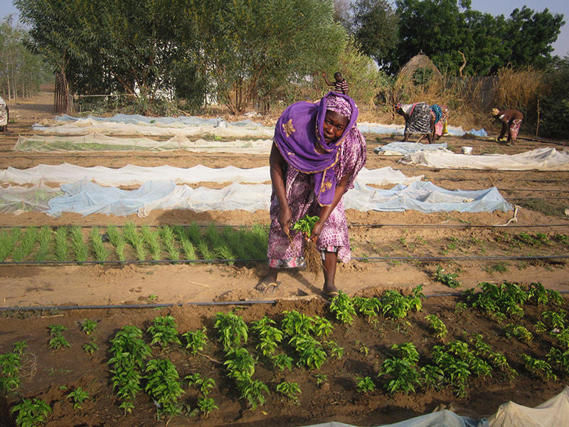 drip irrigation