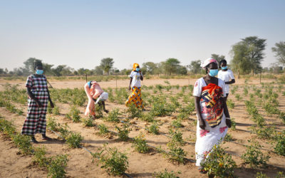 Distributing PPE Face Masks in Rural Senegal