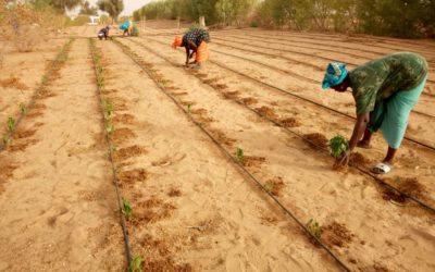 Taking Initiative: Santhie Installs a Drip Irrigation System