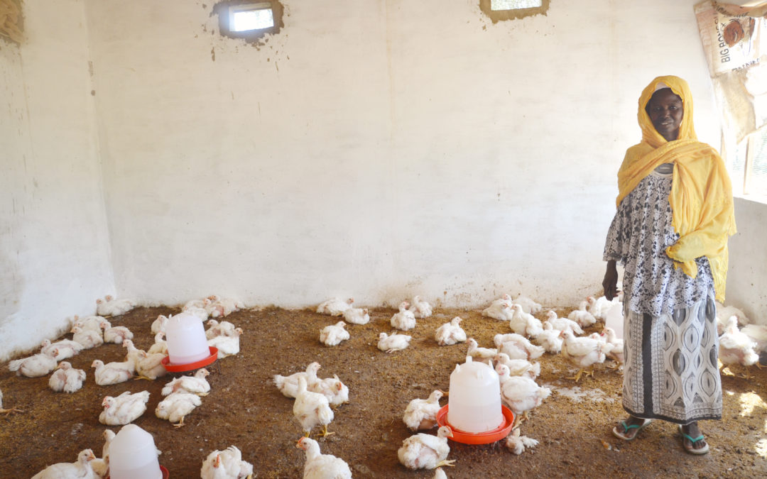 Pursuing Economic Ambitions through Poultry Raising