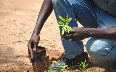 Re-Planting the Trees We Use: Restoring the Environment in Senegal