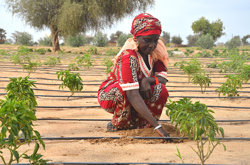 thenextgenerationinsenegal