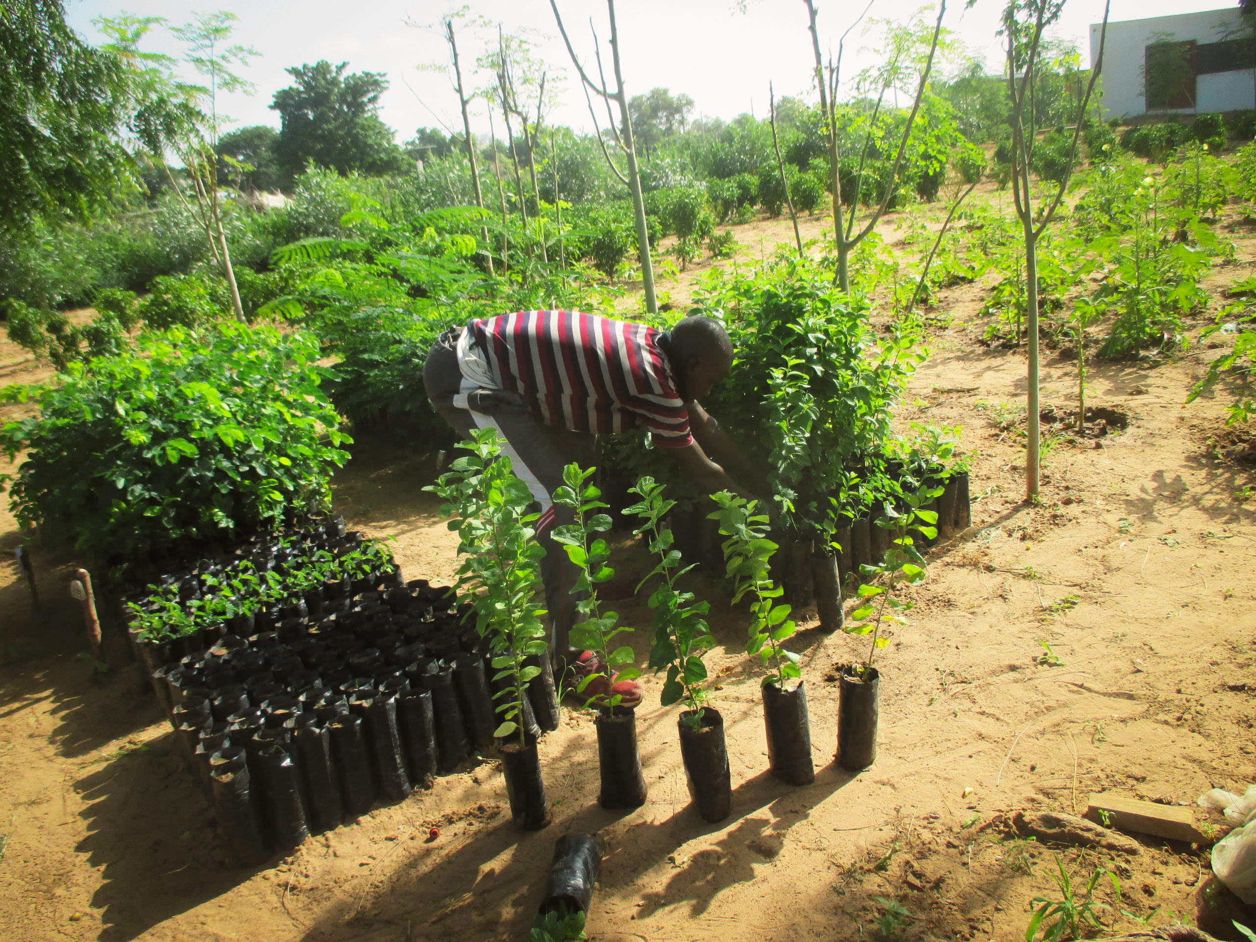 Tree planting campaign