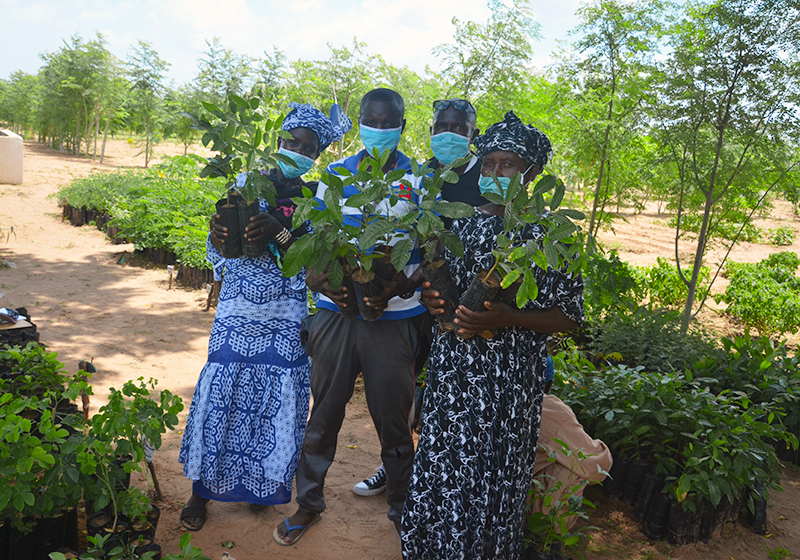 tree planting campaign