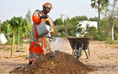 Gardening Tips from Senegal: How to Grow Crops in the Desert