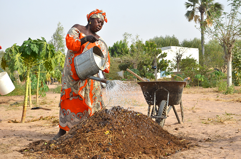 Gardening Tips from Senegal: How to Grow Crops in the Desert